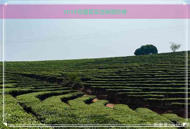 2019年猫耳朵古树茶价格