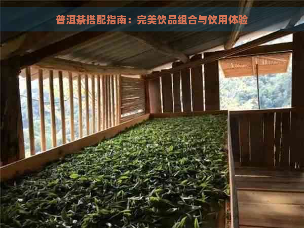 普洱茶搭配指南：完美饮品组合与饮用体验