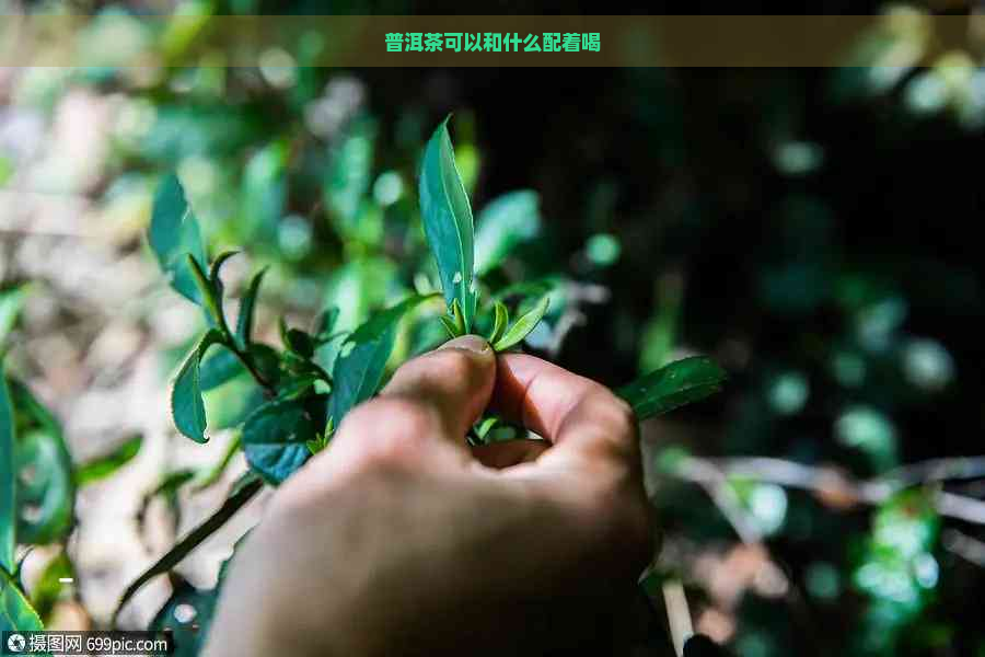 普洱茶可以和什么配着喝