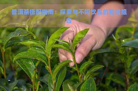 普洱茶搭配指南：探索与不同饮品的和谐组合