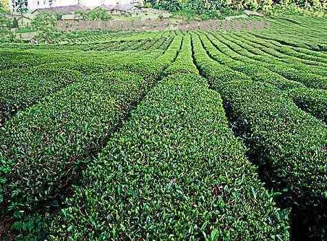 四川哪里能买到普洱茶？成都哪里买普洱茶？