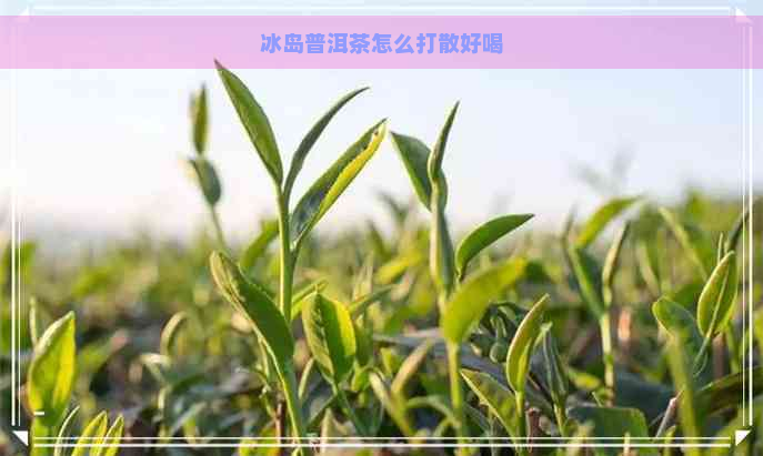 冰岛普洱茶怎么打散好喝