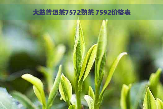 大益普洱茶7572熟茶 7592价格表