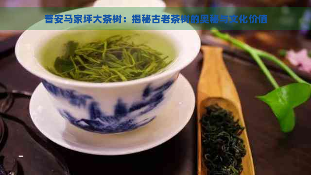 普安马家坪大茶树：揭秘古老茶树的奥秘与文化价值