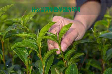 什么普洱茶熟茶甜度好喝