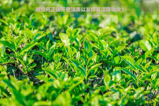 新如何正确开普洱茶以发挥其湿醒功效？