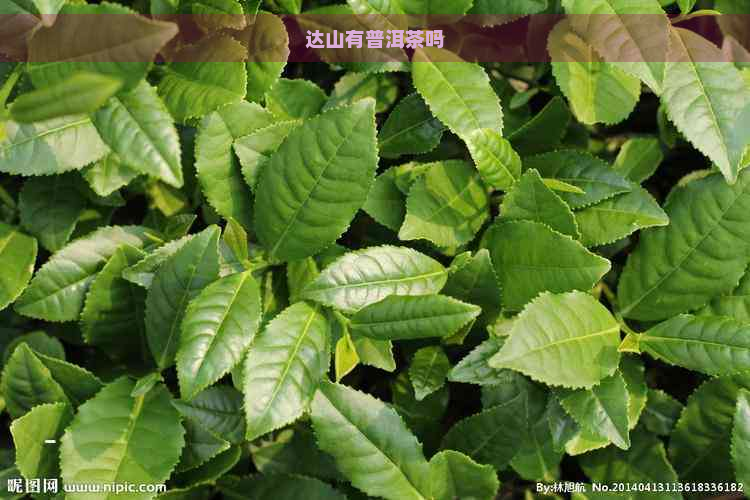 达山有普洱茶吗