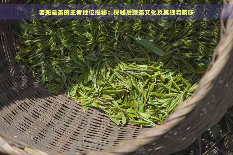 老班章茶的王者地位揭秘：探秘后藏茶文化及其独特韵味