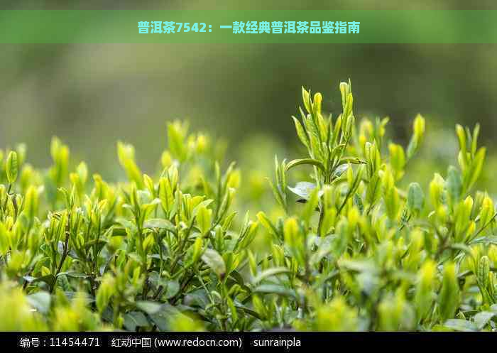 普洱茶7542：一款经典普洱茶品鉴指南