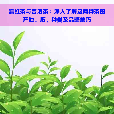 滇红茶与普洱茶：深入了解这两种茶的产地、历、种类及品鉴技巧