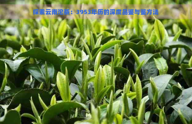 探索云南沱茶：3953年历的深度品鉴与鉴方法