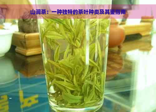 山涧茶：一种独特的茶叶种类及其鉴指南