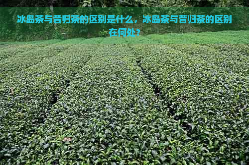 冰岛茶与昔归茶的区别是什么，冰岛茶与昔归茶的区别在何处？