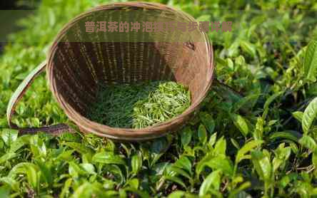 普洱茶的冲泡技巧与步骤详解