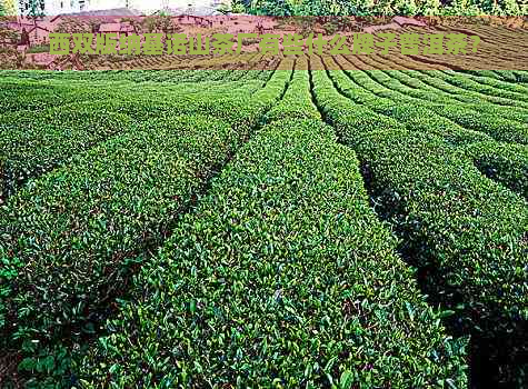 西双版纳基诺山茶厂有些什么牌子普洱茶？