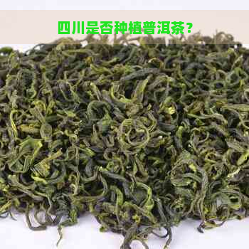 四川是否种植普洱茶？