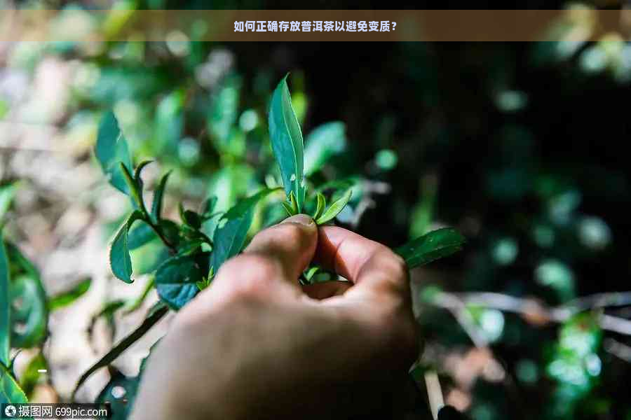 如何正确存放普洱茶以避免变质？