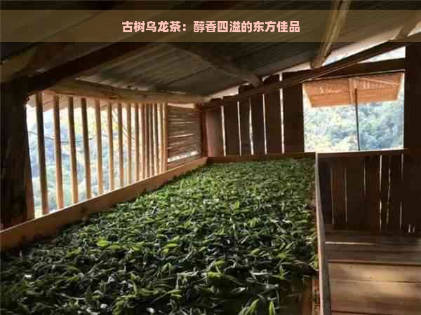 古树乌龙茶：醇香四溢的东方佳品