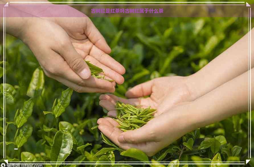 古树红是红茶吗古树红属于什么茶