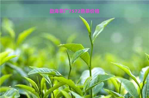 勐海茶厂7572熟茶价格