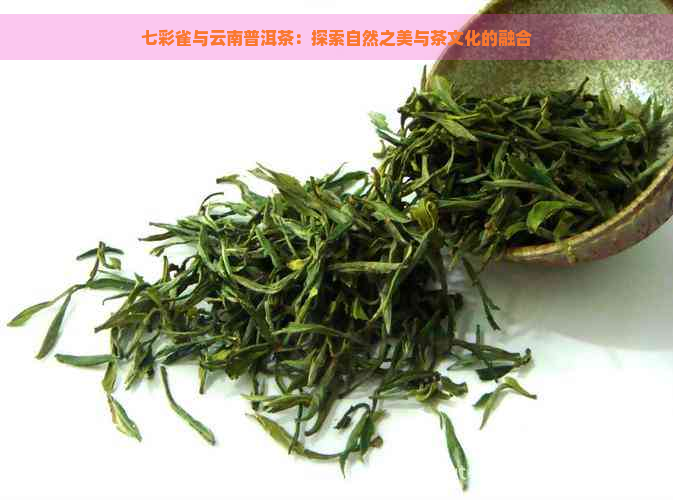 七彩雀与云南普洱茶：探索自然之美与茶文化的融合