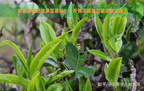 普洱茶减肥效果显著吗？一斤普洱茶能否助您健减重？