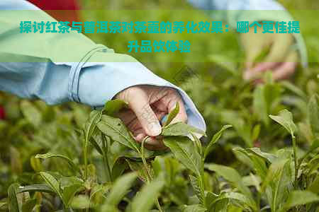 探讨红茶与普洱茶对茶壶的养化效果：哪个更佳提升品饮体验