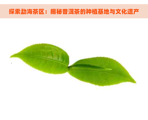 探索勐海茶区：揭秘普洱茶的种植基地与文化遗产