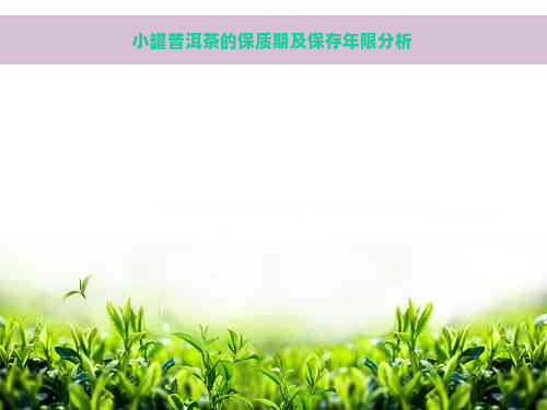 小罐普洱茶的保质期及保存年限分析