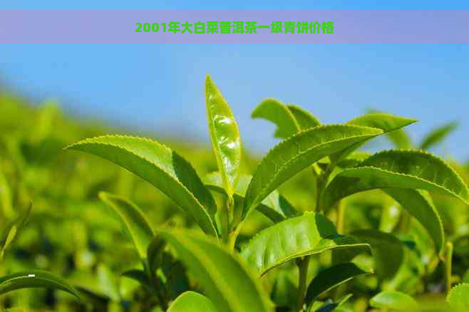 2001年大白菜普洱茶一级青饼价格