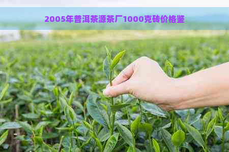 2005年普洱茶源茶厂1000克砖价格鉴