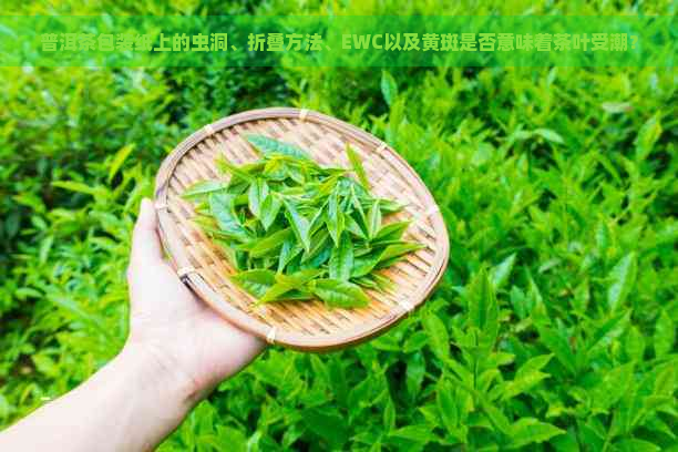 普洱茶包装纸上的虫洞、折叠方法、EWC以及黄斑是否意味着茶叶受潮？