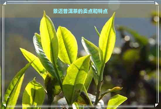 景迈普洱茶的卖点和特点