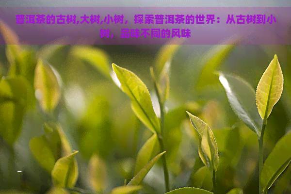 普洱茶的古树,大树,小树，探索普洱茶的世界：从古树到小树，品味不同的风味