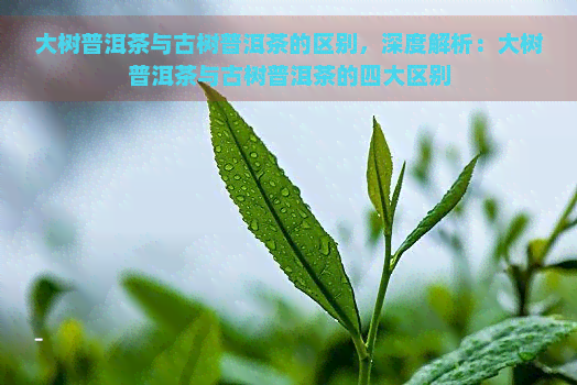 大树普洱茶与古树普洱茶的区别，深度解析：大树普洱茶与古树普洱茶的四大区别