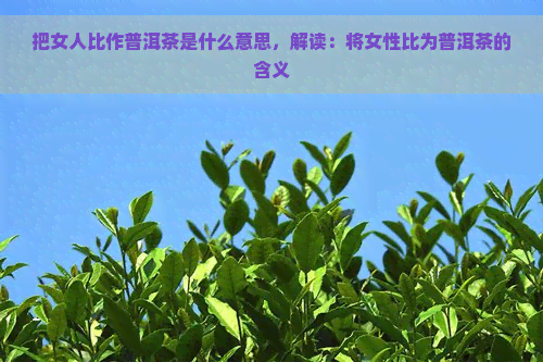 把女人比作普洱茶是什么意思，解读：将女性比为普洱茶的含义