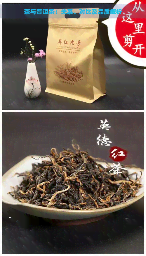 茶与普洱茶：关系、对比及品质解析