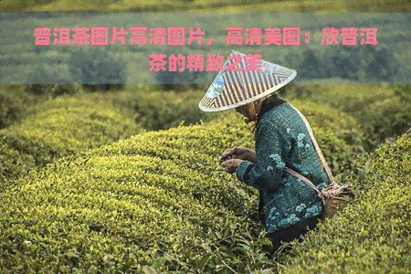 普洱茶图片高清图片，高清美图：欣普洱茶的精致之美