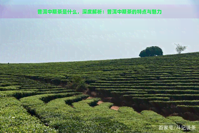 普洱中期茶是什么，深度解析：普洱中期茶的特点与魅力