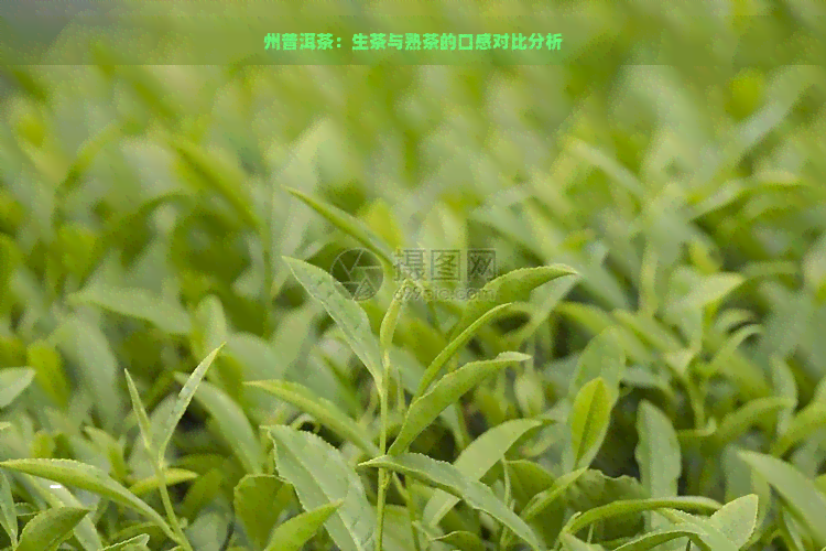 州普洱茶：生茶与熟茶的口感对比分析