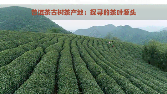 普洱茶古树茶产地：探寻的茶叶源头