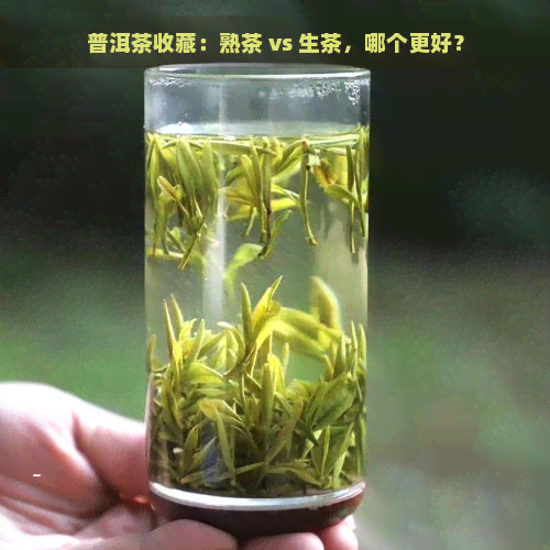 普洱茶收藏：熟茶 vs 生茶，哪个更好？