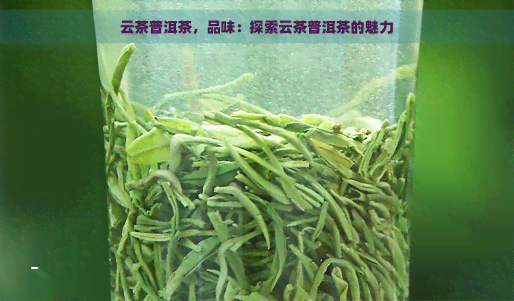 云茶普洱茶，品味：探索云茶普洱茶的魅力