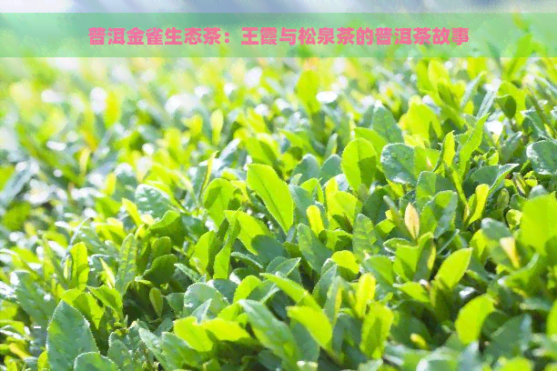 普洱金雀生态茶：王霞与松泉茶的普洱茶故事