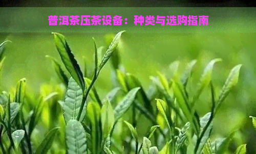 普洱茶压茶设备：种类与选购指南