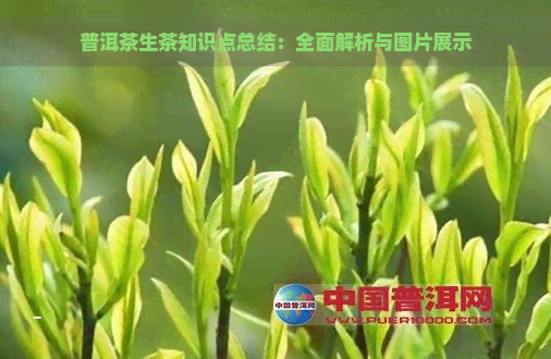 普洱茶生茶知识点总结：全面解析与图片展示