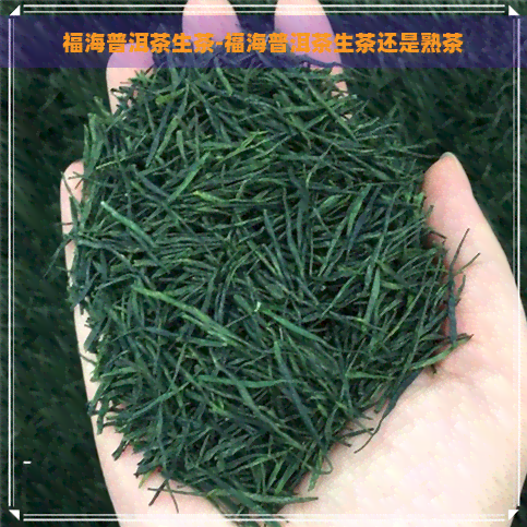 福海普洱茶生茶-福海普洱茶生茶还是熟茶