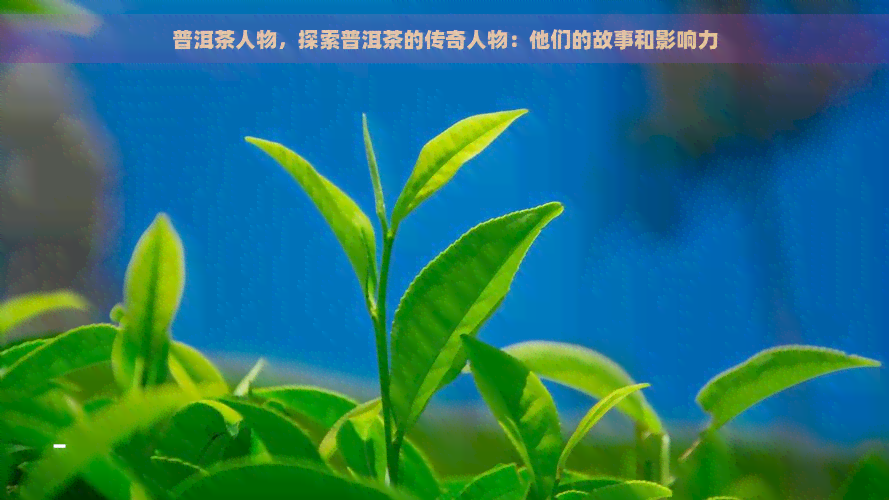 普洱茶人物，探索普洱茶的传奇人物：他们的故事和影响力