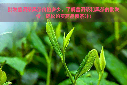 批发普洱茶黑茶价格多少，了解普洱茶和黑茶的批发价，轻松购买高品质茶叶！