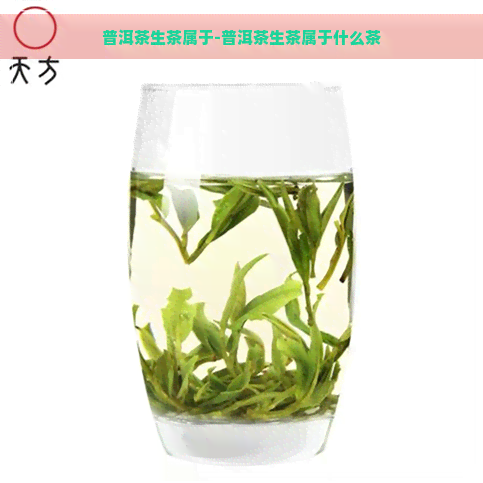 普洱茶生茶属于-普洱茶生茶属于什么茶